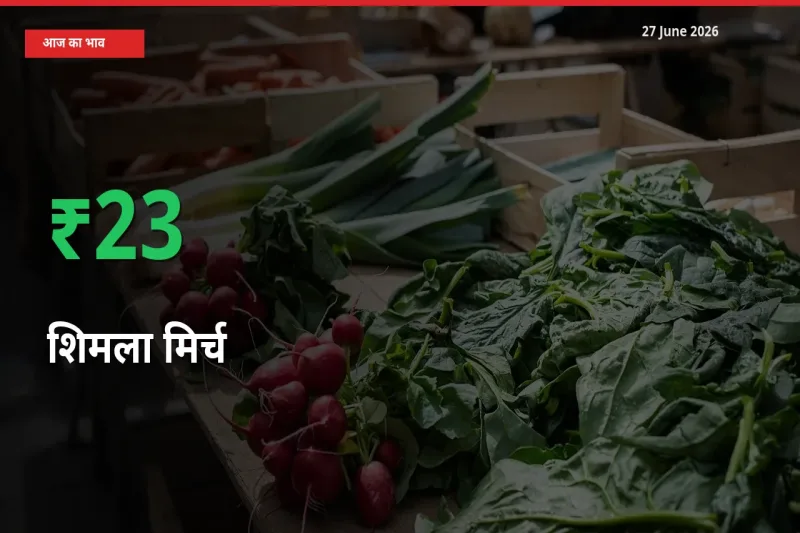 बाज़ार संकेत: शिमला मिर्च के भाव मंडी में 22.68% ऊपर