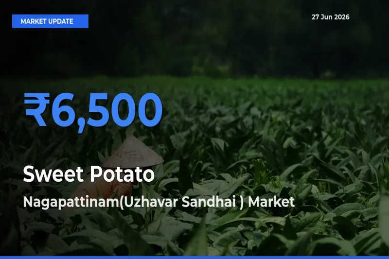 Nagapattinam(Uzhavar Sandhai ) Tops Sweet Potato Mandi Rates Today