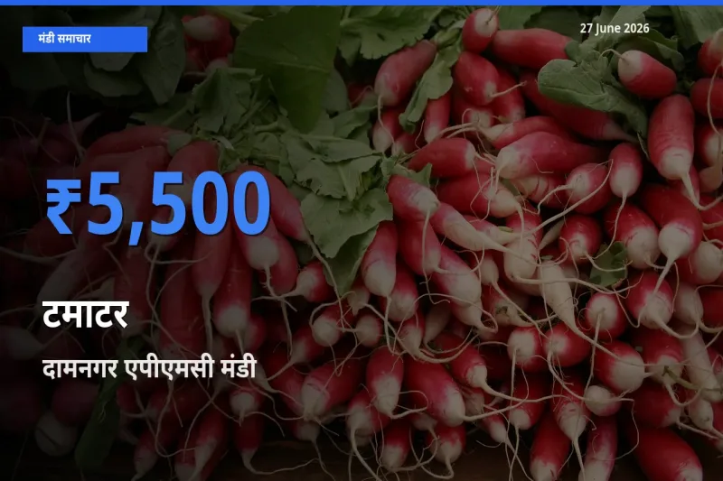 दामनगर एपीएमसी में टमाटर का आज सबसे ऊँचा भाव