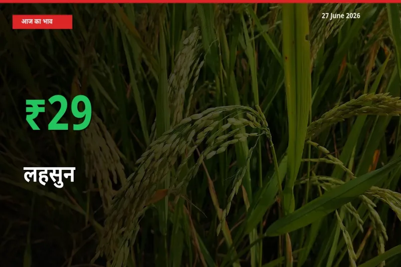 अचानक तेजी! मंडी में लहसुन के दाम 29.41% चढ़े