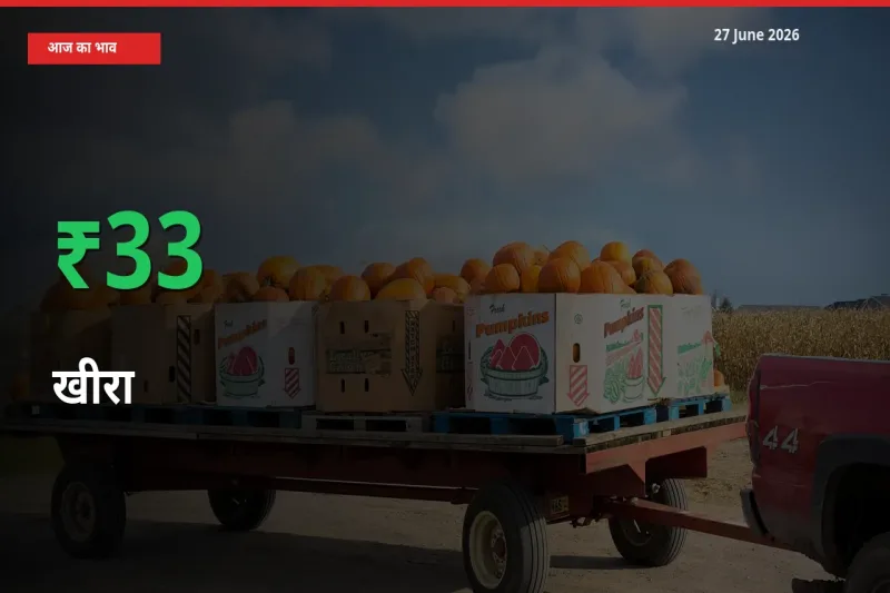 खीरा 32.74% उछला, मंडी