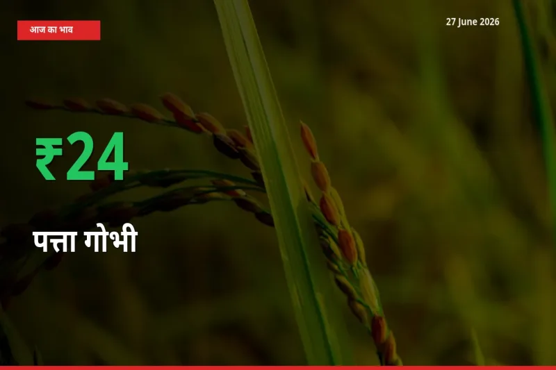 आज का मंडी भाव: पत्ता गोभी के दाम मंडी में 23.65% ऊपर