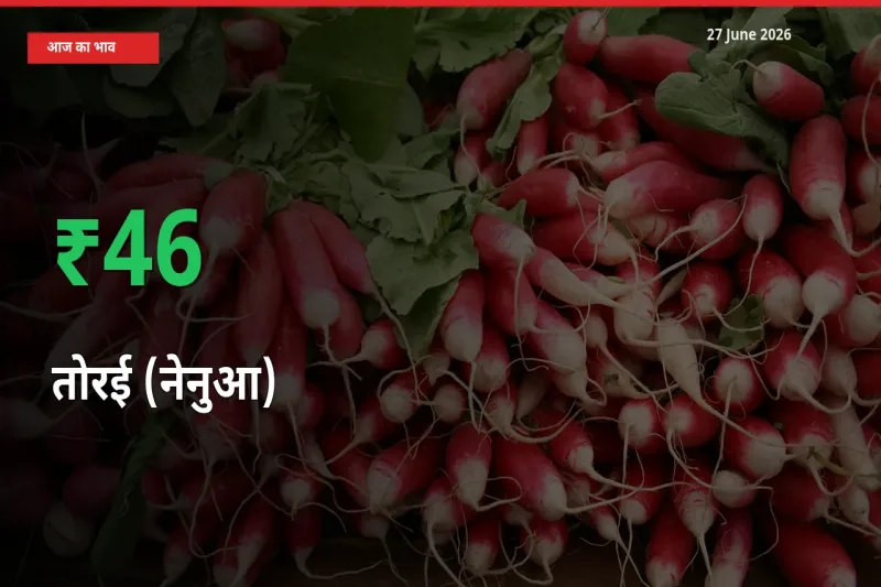 अचानक तेजी! मंडी में तोरई (नेनुआ) के दाम 45.57% चढ़े