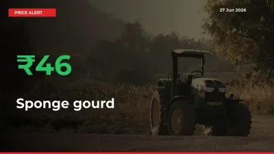 This Mandi Records 45.57% Jump in Sponge gourd Prices