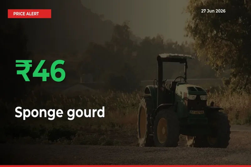 This Mandi Records 45.57% Jump in Sponge gourd Prices