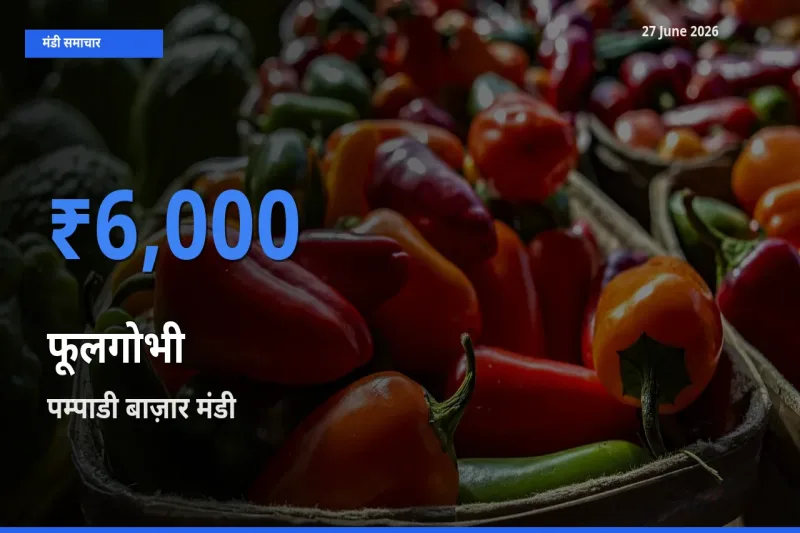 किसानों की पसंद बना पम्पाडी बाज़ार, फूलगोभी के सबसे अच्छे दाम