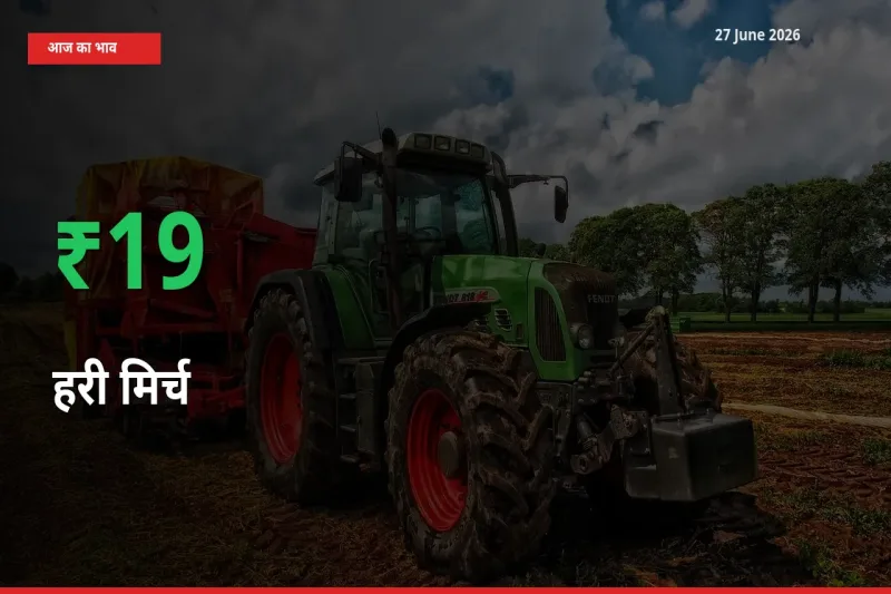अचानक तेजी! मंडी में हरी मिर्च के दाम 18.82% चढ़े