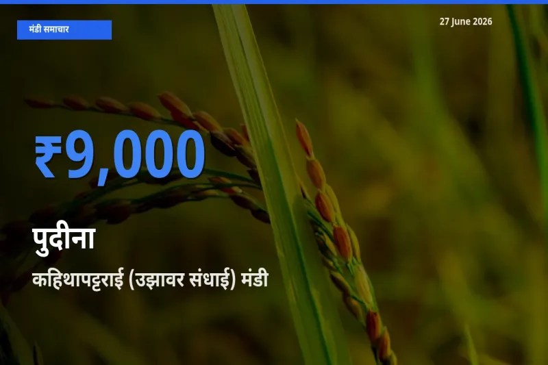 कहिथापट्टराई (उझावर संधाई) मंडी में पुदीना ₹9,000 पर पहुँचा – आज का सर्वोच्च भाव