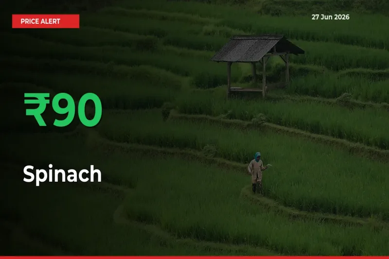 Sudden 89.53% Rally in Spinach Prices Across Mandis