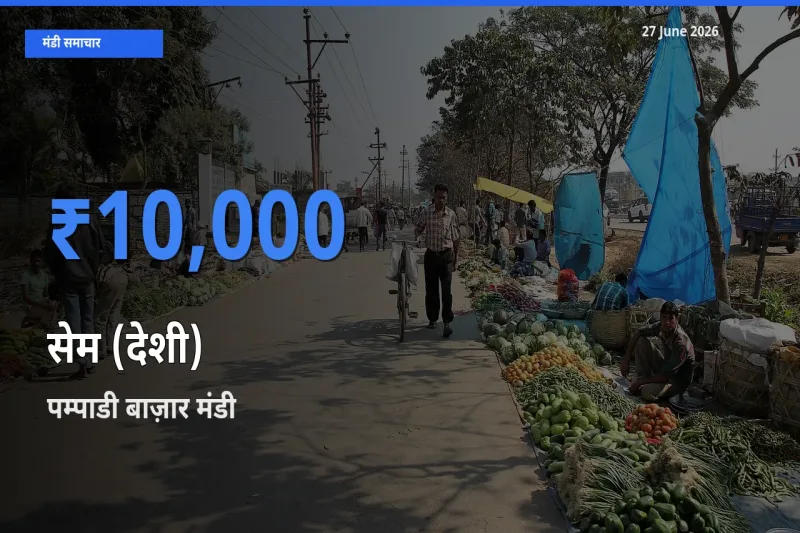 आज सेम (देशी) के सबसे ऊँचे दाम ₹10,000 पम्पाडी बाज़ार मंडी में