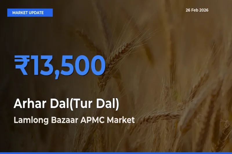 Top Performer! Lamlong Bazaar APMC Offers Best Arhar Dal(Tur Dal) Price Today