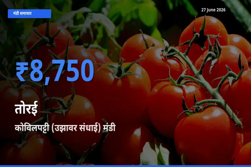 किसानों की पसंद बना कोविलपट्टी (उझावर संधाई), तोरई के सबसे अच्छे दाम