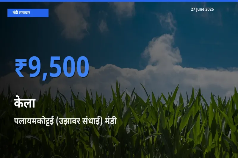 27 June अपडेट: केला के सबसे ऊँचे दाम पलायमकोट्टई (उझावर संधाई) मंडी में