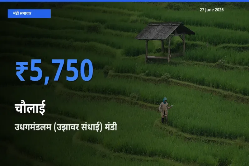 उधगमंडलम (उझावर संधाई) मंडी में चौलाई ₹5,750 पर पहुँचा – आज का सर्वोच्च भाव