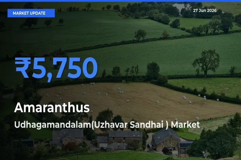 Market Watch: Udhagamandalam(Uzhavar Sandhai ) Becomes Top Mandi for Amaranthus