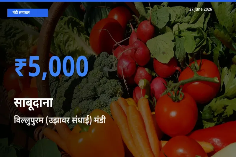 आज साबूदाना के सबसे ऊँचे दाम ₹5,000 विल्लुपुरम (उझावर संधाई) मंडी में