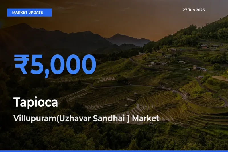 Market Watch: Villupuram(Uzhavar Sandhai ) Becomes Top Mandi for Tapioca