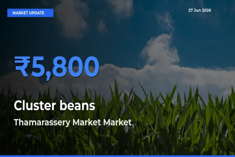 Cluster beans Mandi Rate Today: Thamarassery Market Tops the List