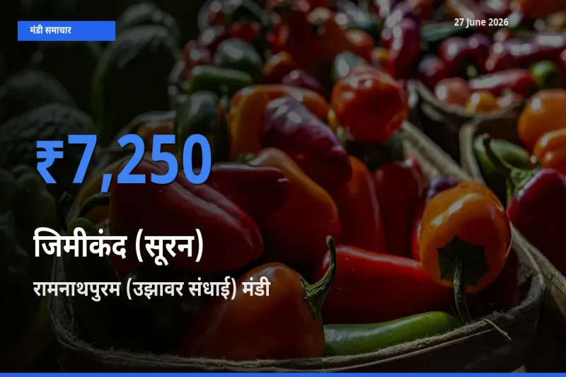 किसानों की पसंद बना रामनाथपुरम (उझावर संधाई), जिमीकंद (सूरन) के सबसे अच्छे दाम