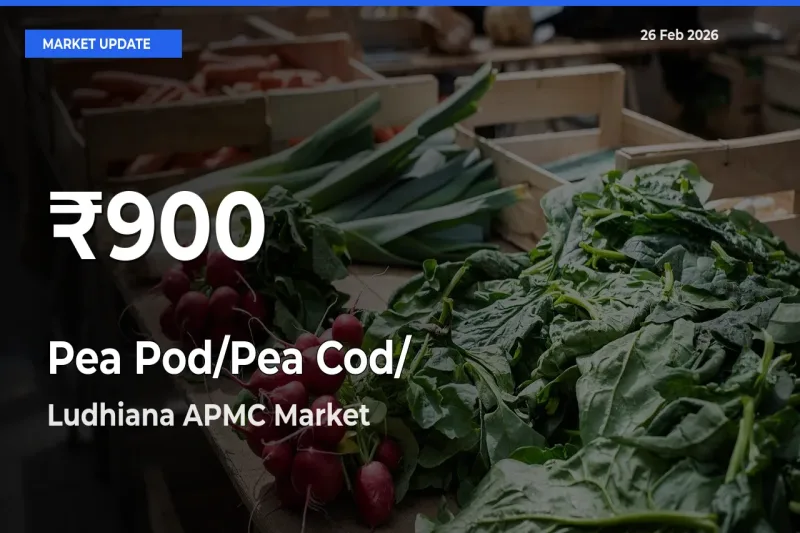 Big Drop! Pea Pod/Pea Cod/हरी मटर Slides to 30-Day Low at Ludhiana APMC
