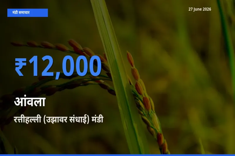 आज आंवला के सबसे ऊँचे दाम ₹12,000 रत्तीहल्ली (उझावर संधाई) मंडी में