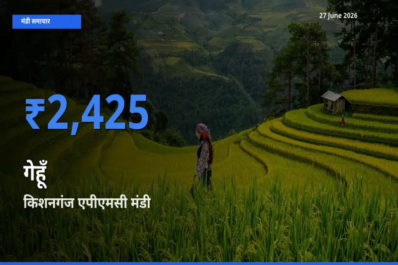 बाज़ार संकेत: किशनगंज एपीएमसी बना गेहूँ के लिए आज की टॉप मंडी