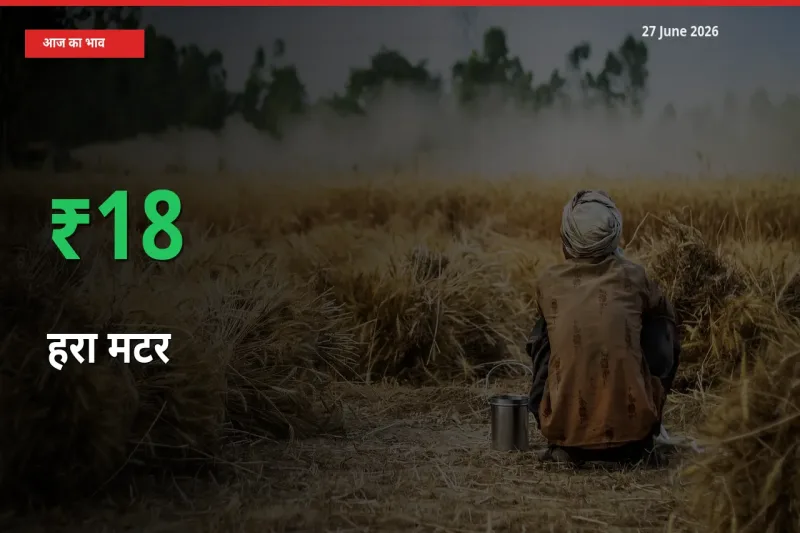 किसानों के लिए खुशखबरी! स्थानीय मंडी में हरा मटर 17.55% उछला