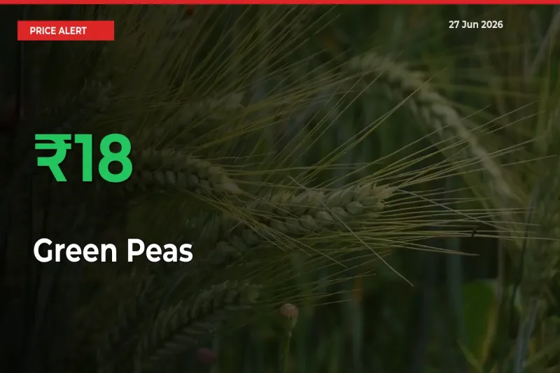 17.55% Spike in Green Peas Prices – Mandi Sees Sudden Rally