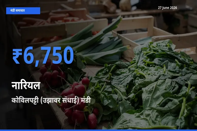 किसानों की पसंद बना कोविलपट्टी (उझावर संधाई), नारियल के सबसे अच्छे दाम