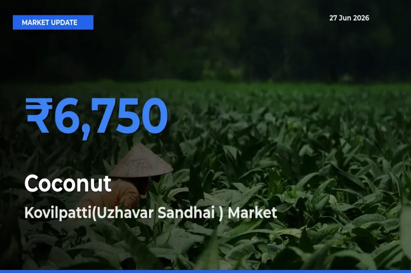 Market Watch: Kovilpatti(Uzhavar Sandhai ) Becomes Top Mandi for Coconut