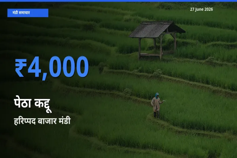 हरिप्पद बाजार मंडी में आज पेठा कद्दू के सबसे ऊँचे दाम दर्ज