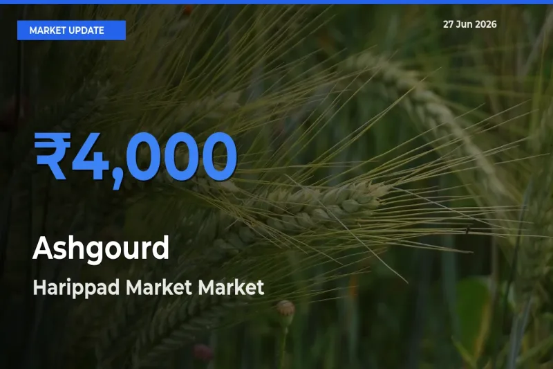 Harippad Market Offers ₹4,000 – Highest Ashgourd Rate Today
