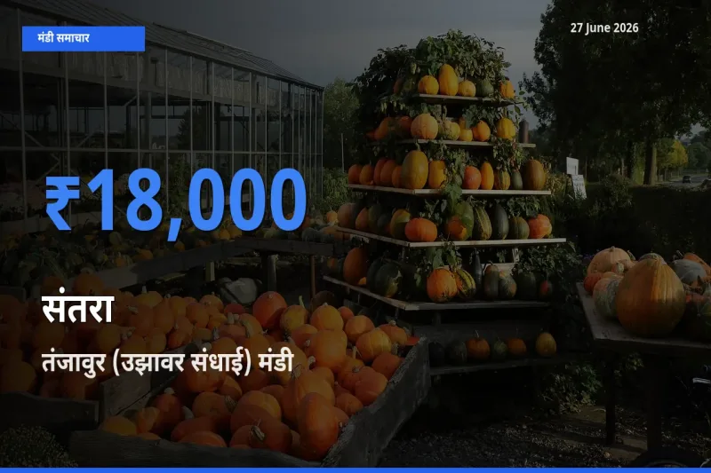 तंजावुर (उझावर संधाई) में संतरा का आज सबसे ऊँचा भाव