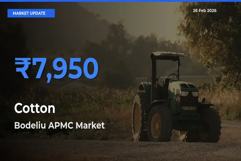 Bodeliu APMC Offers ₹7,950 – Highest Cotton Rate Today