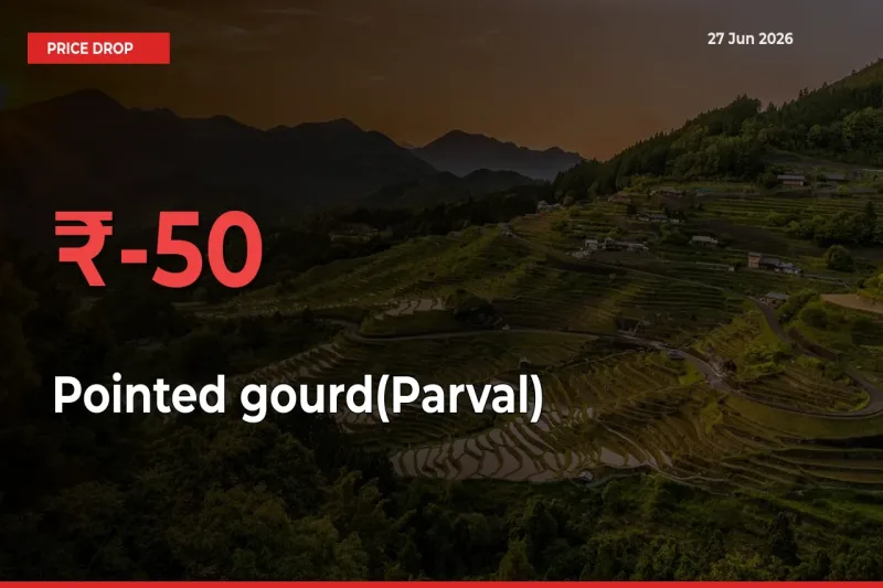 Farmers Alert as Pointed gourd(Parval) Prices Slide 49.93% in Local Mandis