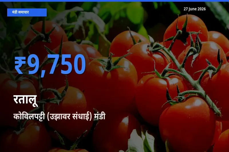 कोविलपट्टी (उझावर संधाई) में रतालू का आज सबसे ऊँचा भाव