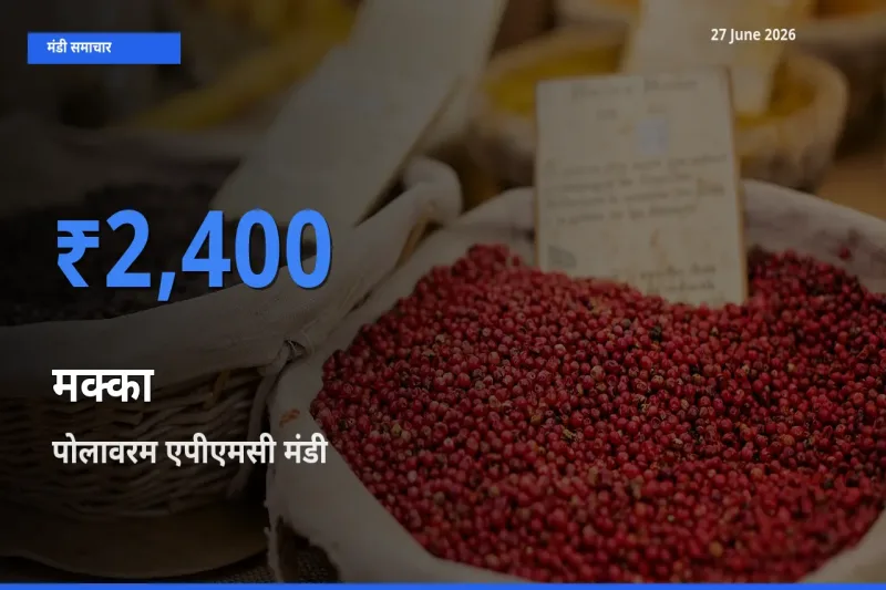 पोलावरम एपीएमसी मंडी में आज मक्का के सबसे ऊँचे दाम दर्ज