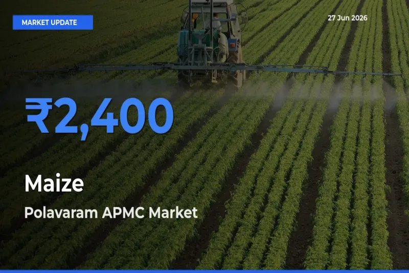 Top Performer! Polavaram APMC Offers Best Maize Price Today