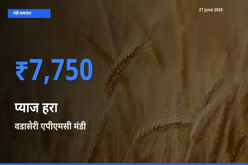 आज प्याज हरा के सबसे ऊँचे दाम ₹7,750 वडासेरी एपीएमसी मंडी में