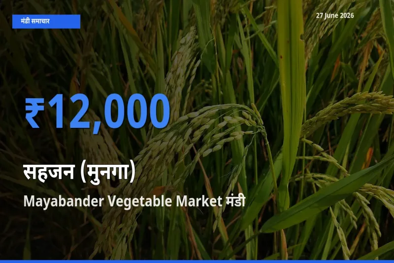 Mayabander Vegetable Market में सहजन (मुनगा) का आज सबसे ऊँचा भाव