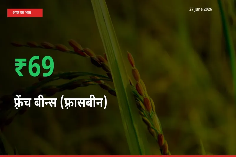 27 June अपडेट: फ़्रेंच बीन्स (फ़्रासबीन) के दाम मंडी में 68.67% उछले