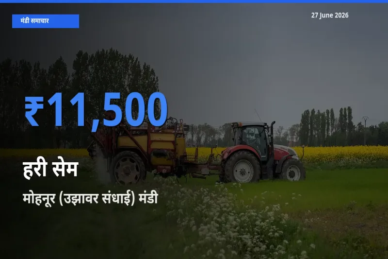 मोहनूर (उझावर संधाई) में हरी सेम का आज सबसे ऊँचा भाव