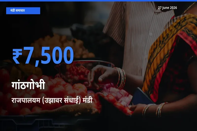 किसानों की पसंद बना राजपालयम (उझावर संधाई), गांठगोभी के सबसे अच्छे दाम