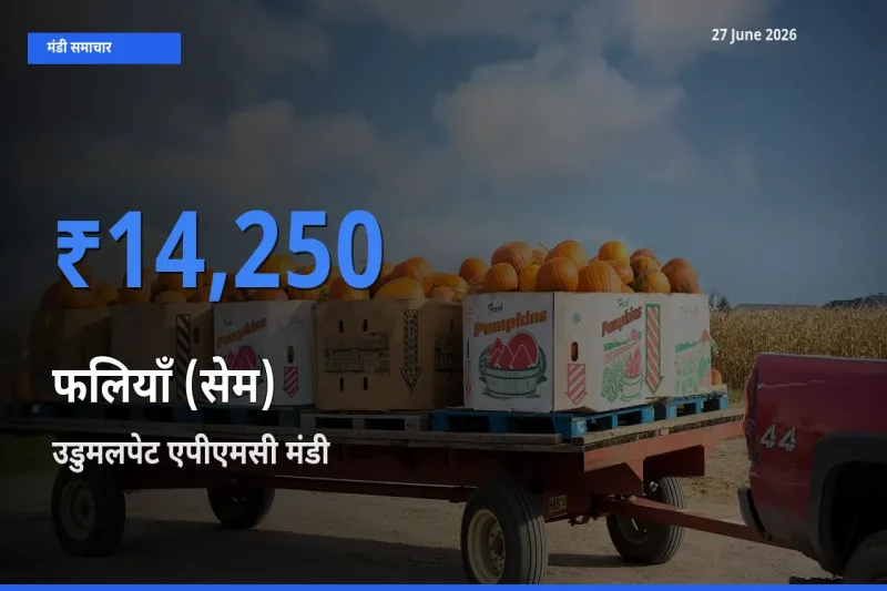 किसानों की पसंद बना उडुमलपेट एपीएमसी, फलियाँ (सेम) के सबसे अच्छे दाम