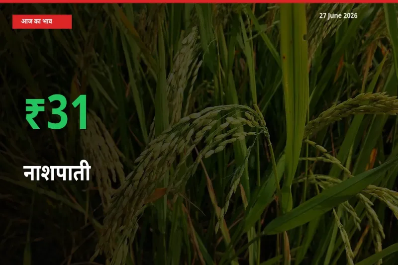 आज का मंडी भाव: नाशपाती के दाम मंडी में 31.43% ऊपर