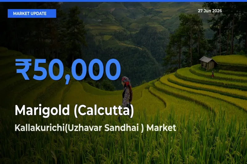 Farmers Prefer Kallakurichi(Uzhavar Sandhai ) as Marigold (Calcutta) Hits Highest Rate
