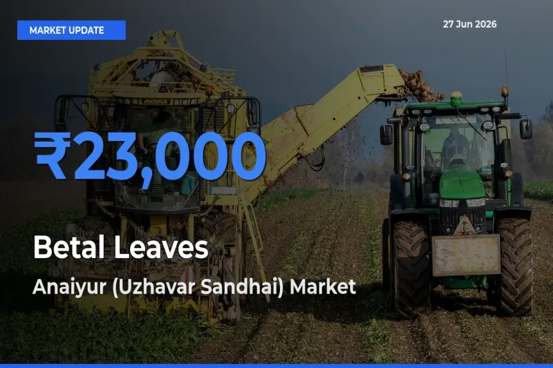 Betal Leaves Mandi Rate Today: Anaiyur (Uzhavar Sandhai) Tops the List