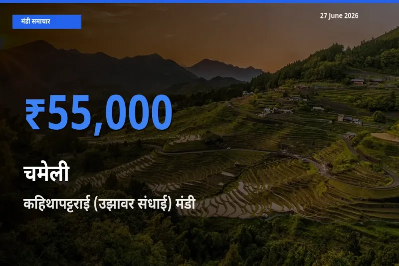 कहिथापट्टराई (उझावर संधाई) में चमेली का आज सबसे ऊँचा भाव