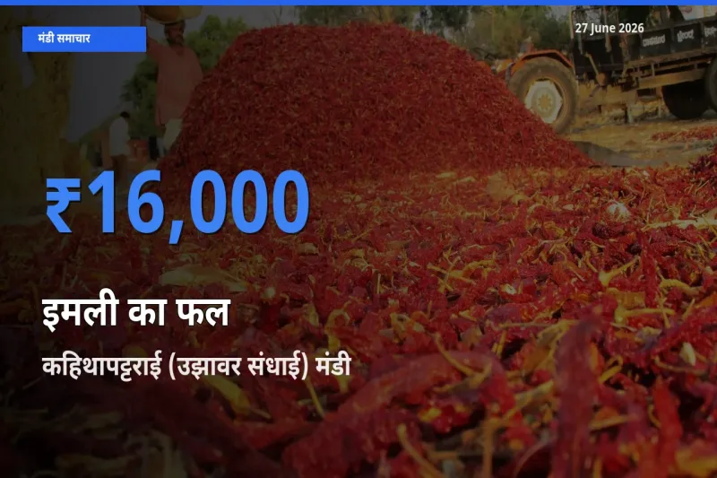 27 June अपडेट: इमली का फल के सबसे ऊँचे दाम कहिथापट्टराई (उझावर संधाई) मंडी में