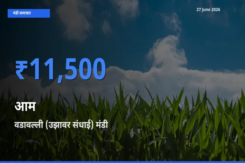 आज आम के सबसे ज़्यादा दाम वडावल्ली (उझावर संधाई) मंडी में दर्ज